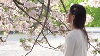 Cherry Blossom whit 未知 MV音乐在线观看